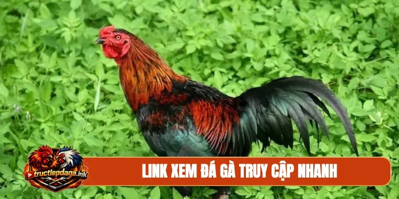 Link xem đá gà truy cập nhanh