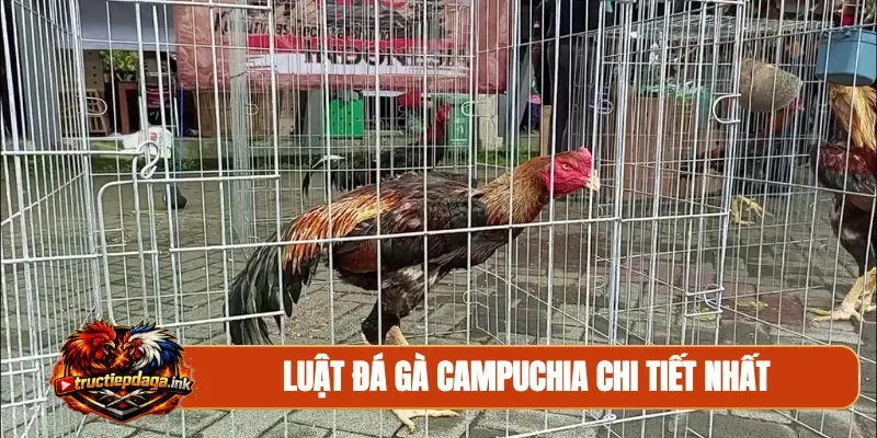 Luật đá gà Campuchia chi tiết nhất