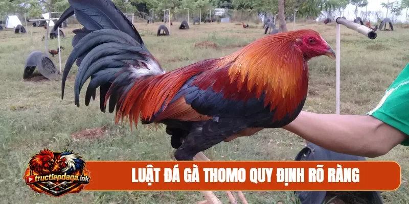 Luật đá gà Thomo quy định rõ ràng