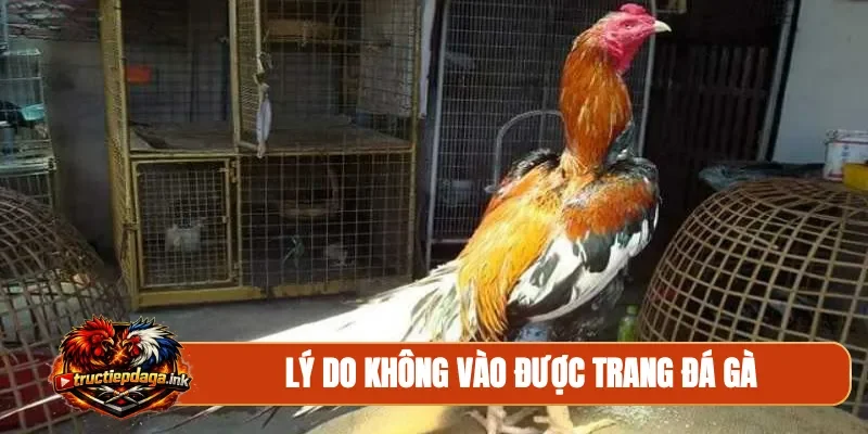 Lý do không vào được trang đá gà
