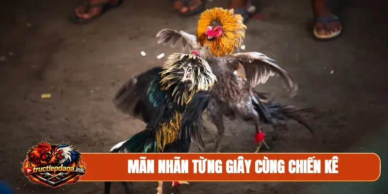 Mãn nhãn từng giây cùng chiến kê
