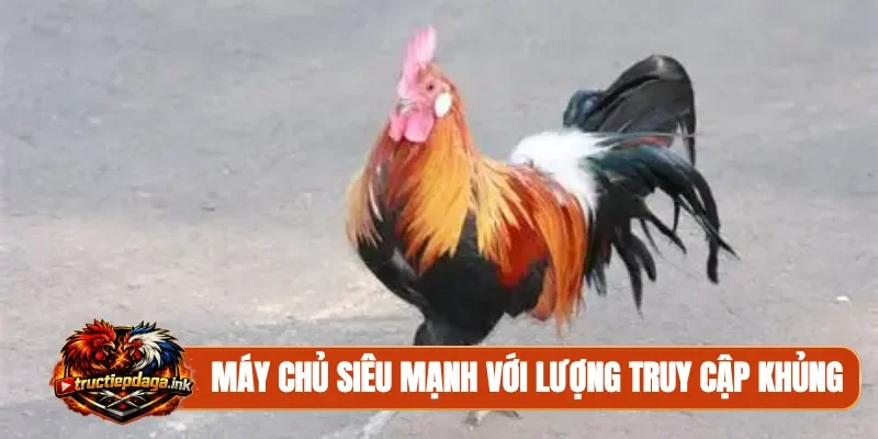 Máy chủ siêu mạnh với lượng truy cập khủng