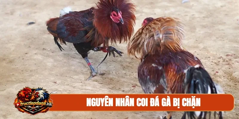 Nguyên nhân coi đá gà bị chặn