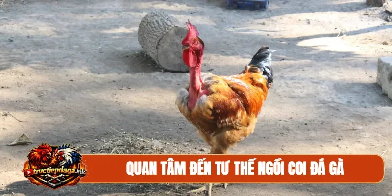 Quan tâm đến tư thế ngồi coi đá gà