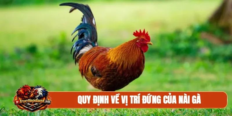 Quy định về vị trí đứng của nài gà