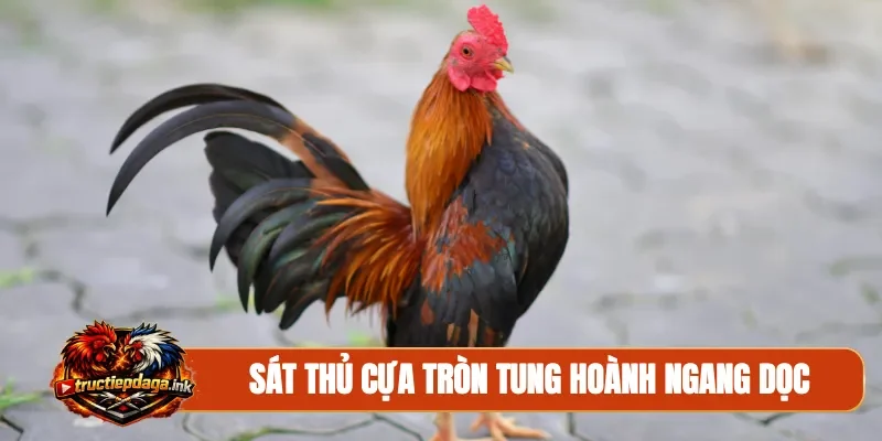 Sát thủ cựa tròn tung hoành ngang dọc