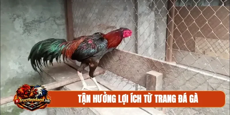 Tận hưởng lợi ích từ trang đá gà