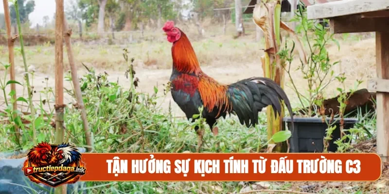 Tận hưởng sự kịch tính từ đấu trường C3