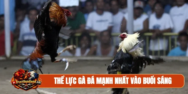 Thể lực gà đá mạnh nhất vào buổi sáng