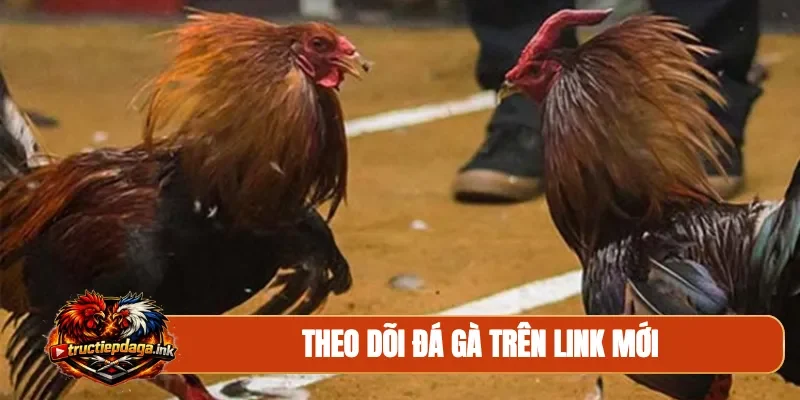 Theo dõi đá gà trên link mới