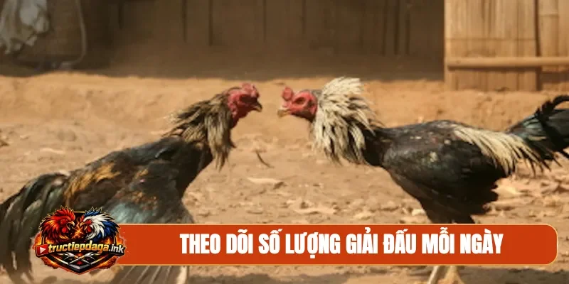 Theo dõi số lượng giải đấu mỗi ngày