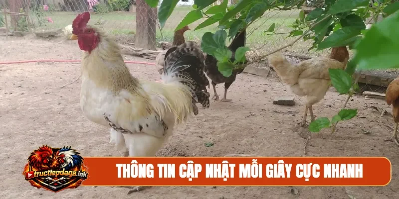 Thông tin cập nhật mỗi giây cực nhanh