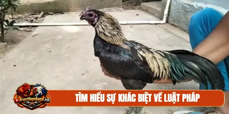 Tìm hiểu sự khác biệt về luật pháp