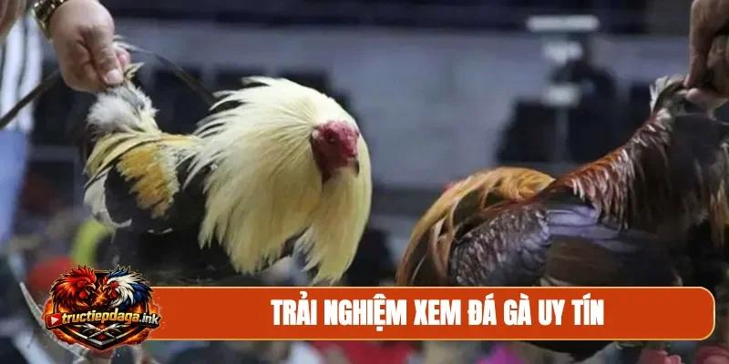 Trải nghiệm xem đá gà uy tín