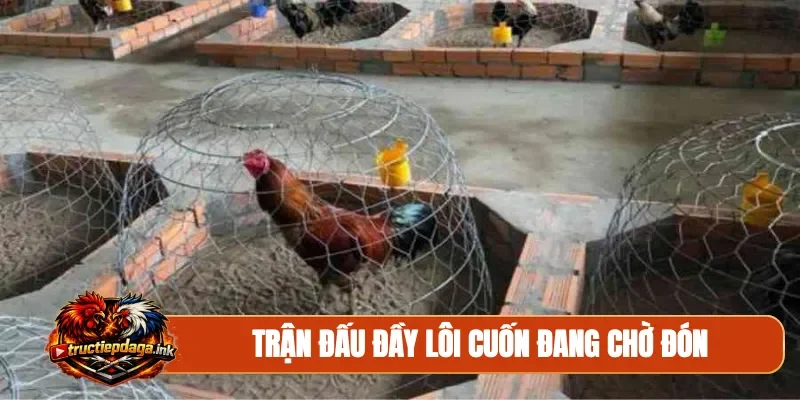Trận đấu đầy lôi cuốn đang chờ đón