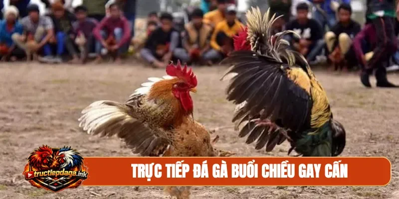 Trực tiếp đá gà buổi chiều gay cấn