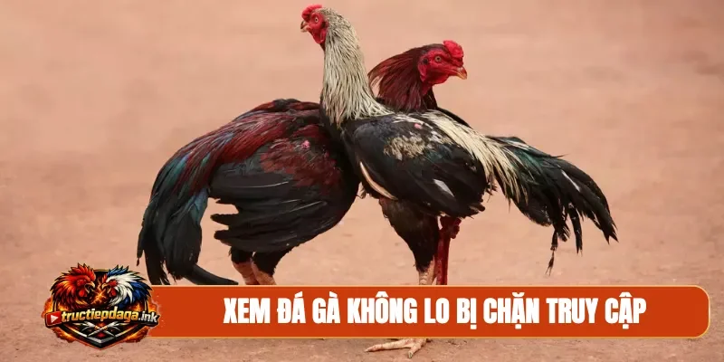 Xem đá gà không lo bị chặn truy cập