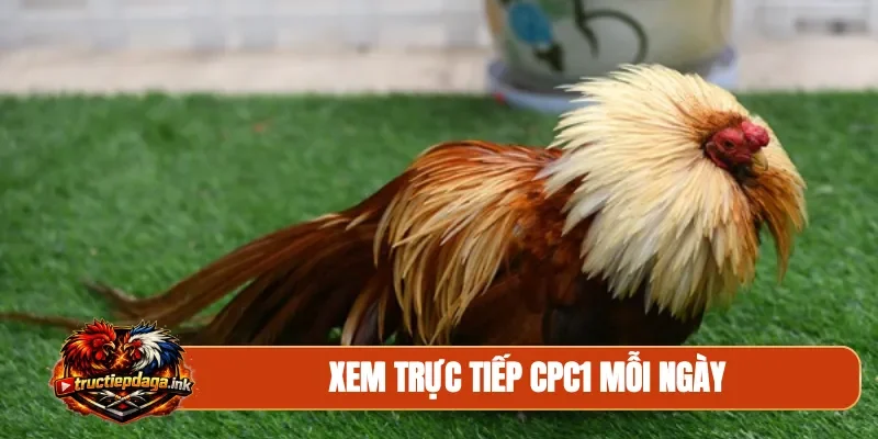 Xem trực tiếp CPC1 mỗi ngày